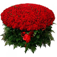 Букет из 501 бордовой розы «Гран-при»